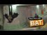 BAT PRANK (REMI GAILLARD)