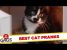 Best Cat Pranks – Best of Just for Laughs Gags