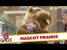 Best Mascot Pranks – Best of Just For Laughs Gags
