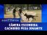 Cachorro pega dinamite | Programa Silvio Santos (12/03/17)