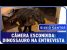 Câmera Escondida: Dinossauro na Entrevista