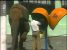 Câmera Escondida: Elefante no Orelhão
