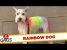 Dog Has Rainbow Fur! – Just For Laughs Gags
