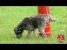 Doggy Prank: Peeing Fire Hydrant