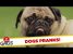 Dogs Get Pranked! – Best of Just for Laughs Gags