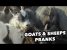 FARM ANIMALS //Best Of Just For Laughs Gags