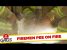 Firefighters Extinguish Fire With Pee?! – Just For Laughs Gags