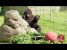 Gorilla Plays Ball With a Little Kid