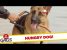 Guide Dog Betrays Blind Man for Food Prank! – Throwback Thursday