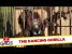 Harambe The Gorilla Interrupts Photo Shoot – Just For Laughs Gags