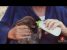 Pet Pranks | Best of Just For Laughs Gags