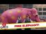 Pink Elephant Prank