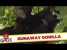 Runaway Gorilla