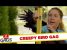 Shaken by a Raven Prank – Just For Laughs Gags