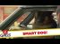 Smart Dog Drives Smart Car