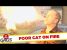 The Roasted Cat Prank – Just For Laughs Gags