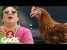 Scientist Resurrects Dead Chicken