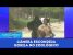 Gorila no Zoológico | Câmeras Escondidas (20/09/23)